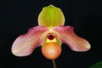 Paph. Hung Sheng Pink 'Bear-4'