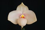 Paph. Hung Sheng Pink Snow 'Bear-1' 
