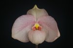 Paph. Hung Sheng Pink Snow 'Bear-2'