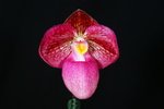 Paph. Hung Sheng Rose 'Bear' SM/TPS