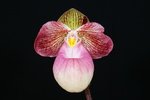 Paph. Hung Sheng Rose 'Bear-1' 