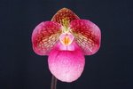 Paph. Hung Sheng Rose 'Bear-3'