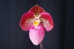 Paph. Hung Sheng Rose 'Bear-6'