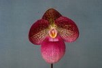Paph. Hung Sheng Rose 'Bear-7' SM/TPS