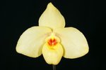 Paph. Hung Sheng Silver  'Bear-3'