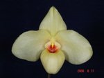 Paph. Hung Sheng Silver 'Bear-2'     