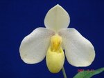 Paph. Hung Sheng Sweet  