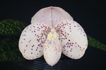 Paph. Hung Sheng Thaianum 'Bear'-1' 