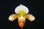 Paph. Hung Sheng Venus Bear-1'