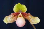 Paph. Hung Sheng Wish 'Bear' 