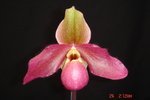 Paph. In-Charm Delophyllum 'Bear-2' 