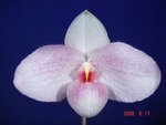 Paph. In-Charm Handel 'Bear-3'