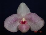 Paph. In-Charm Handel 'Bear-5'