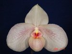 Paph. In-Charm Handel 'Bear-6'
