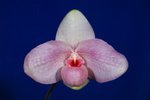 Paph. In-Charm Handel 'Bear-8'