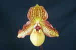 Paph. Jado Dragon 'Bear-2'