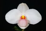 Paph. Joyce Hasegawa 'Bear-8'