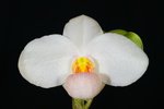 Paph. Joyce Hasegawa 'Bear-9'