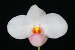 Paph. Joyce Hasegawa 'Bear-10'