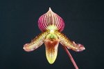 Paph. Julia Bell 
