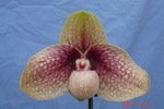 Paph. Karl Ploberger 'Bear -1' 