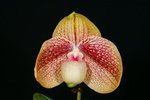 Paph. Karl Ploberger 'Bear-3'