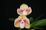 Paph. Karl Ploberger 'Bear-5'