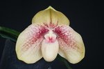 Paph. Karl Ploberger 'Bear-6'