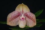Paph. Karl Ploberger 'Bear-8'
