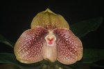 Paph. Karl Ploberger 'Bear-9'