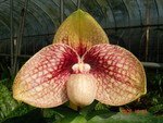 Paph. Karl Ploberger