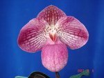 Paph. Kevin Porter 'Bear-1'