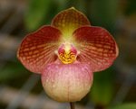 Paph. Liberty Taiwan 