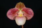 Paph. Liberty Taiwan 'Bear-2'