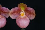 Paph. Liberty Taiwan 'Bear-3' SM/TPS