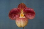 Paph. Liberty Taiwan 'Bear-4'