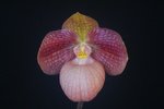 Paph. Liberty Taiwan 'Bear-5'
