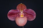 Paph. Liberty Taiwan 'Bear-6'