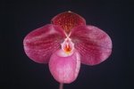 Paph. Liberty Taiwan 'Bear-7'