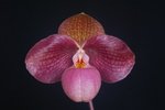 Paph. Liberty Taiwan 'Bear-8'