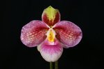 Paph. Lola Bird 'Bear-2' 