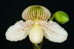 Paph. Long Look-1
