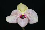 Paph. Lynleigh Koopowitz 'Bear-1'