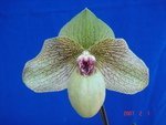 Paph. Ma Belle 'Bear-1'