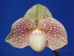 Paph. Ma Belle 'Bear-2'