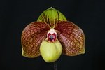 Paph. Ma Belle 'Bear-3'