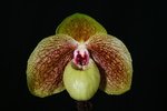 Paph. Ma Belle 'Bear-4'