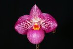 Paph. Magic Lantern 'Bear-4' SM/TPS