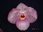 Paph. Magic Lantern 'Bear' BM/TPS