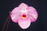 Paph. Magic Lantern 'Bear-1' BM/TPS
